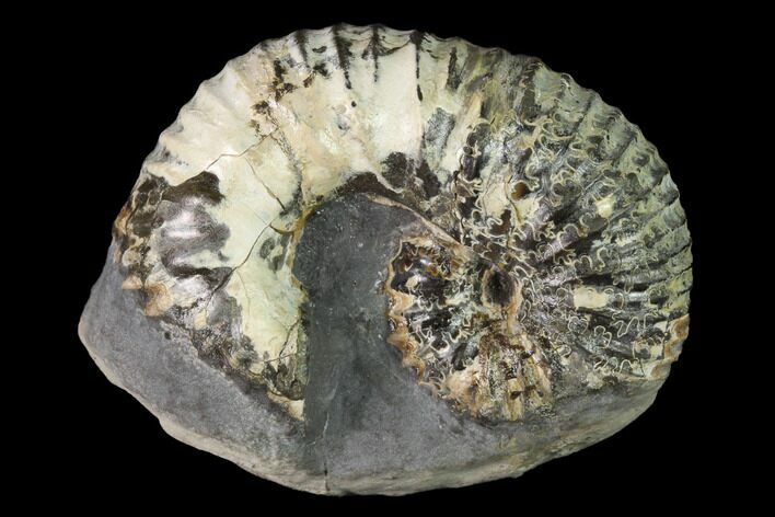 Rare, Scaphites Heteromorph Ammonite - Kansas #143477